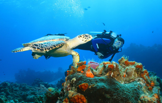 Optional image title goes here